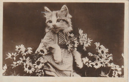 VE 26- CHATON HUMANISE , CHATTE AVEC BRASSEE DE MARGUERITES - 2 SCANS - Chats