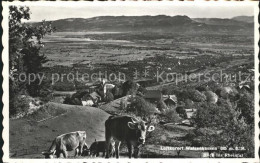 12316198 Walzenhausen AR Luftkurort Mit Blick Ins Rheintal Kuehe Walzenhausen - Sonstige & Ohne Zuordnung