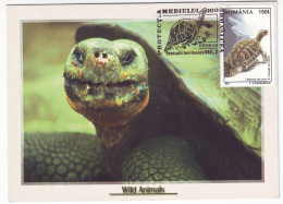 MAX 60 - 180 TURTLE, Romania - Maximum Card - 1998 - Maximum Cards & Covers