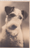 UR Nw41- CARTE PHOTO TETE CHIEN FOX TERRIER - Dogs