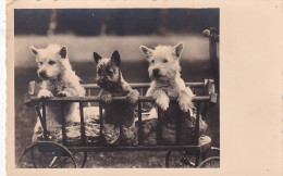 UR Nw41- TRIO DE CHIOTS DANS CARRIOLE - CARTE PHOTO - Chiens