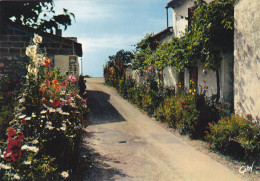 CPSM 17 - TALMONT - Lot De 3 Cartes - Eglise Romane Du XI ° S. Vieilles Maisons Et  Fleurs Locales Les Roses Trémières - Other & Unclassified