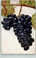 39417906 - Vitis Vinifera Weintraube Sorte Blauer Bussard - Other & Unclassified