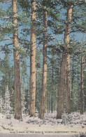 D78. Vintage US Postcard. Pine Timber In Scenic Northwest - Sonstige & Ohne Zuordnung