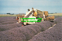 R551990 Harvesting Famous Norfolk Lavender. Witley Press - Welt
