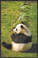 Washington DC, National Zoo, Giant Panda, Mailed In 1975 - Washington DC