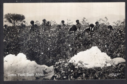 South Africa - Women - Cotton Field - Frauen