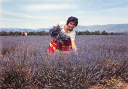  Femme  Cueillant La Lavande Provencale  9 (scan Recto-verso)MA2293Und - Frauen