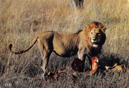 Mikalayi Ou Saint Joseph Mikalayi CONGO Le Repas Du Lion  2   (scan Recto-verso)MA2295Ter - Autres & Non Classés