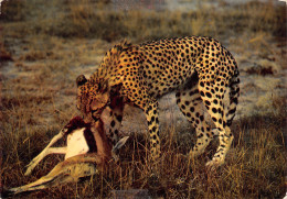GUEPARD  Cheetah  3   (scan Recto-verso)MA2295Ter - Altri & Non Classificati
