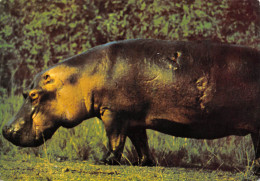 Kampala  Ouganda HIPPOPOTAMUS Hippopotame  4   (scan Recto-verso)MA2295Ter - Oeganda