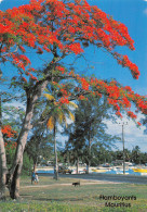 île MAURICE  Flamboyants Mauritius  6   (scan Recto-verso)MA2296 - Mauricio