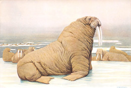 MORSE WALRUS WALROSS Dessin Aquarelle P.BARRUEL  43b MA2299Bis - Other & Unclassified