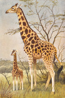 GIRAFE Giraffe Giraffa Camelopardalis  Afrique Tropicale  Dessin Aquarelle P.BARRUEL    47 MA2299Bis - Giraffe