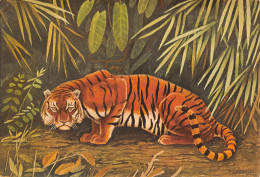 TIGRE TIGER Felis Tigris  Dessin Aquarelle P.BARRUEL    50 MA2299Bis - Tigres