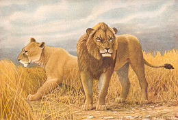 LION Lowe Felis Leo   Dessin Aquarelle P.BARRUEL    51 MA2299Bis - Tigri