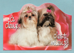 CP Chiens - Shih Tzu - A Deux C'est Mieux - Collection As De Coeur - Dogs