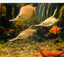 Principaute De MONACO  Musee Oceanograhique  BECASSINE ET POISSONS TROMPETTE 25(scan Recto-verso) MC2462 - Autres & Non Classés