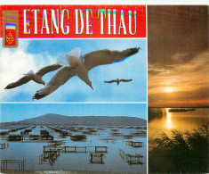 ETANG DE THAU 3(scan Recto-verso) MC2499 - Other & Unclassified