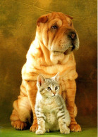 Chat Et Chien - Cat And Dog -katze Hunde-  Poesje En Grote Hond ,charpij - Cats