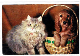 Chat Et Chien - Cat And Dog -katze Hunde-  Poes En Hond In Mand - Cats