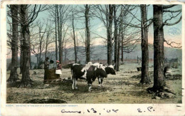 Maple Sugar Camp Vermont - Other & Unclassified