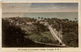 Barbados - The Avenue To Codrington College - Barbados