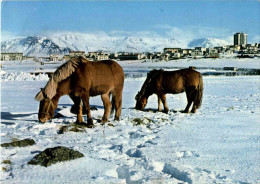 Reykjavik Um Vetur - Islande