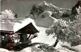 Grindelwald - Bei Der Station First Kuh Cow - Grindelwald