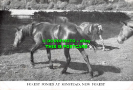 R553260 Forest Ponies At Minstead. New Forest - Welt
