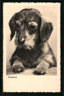 AK Treuherzig - Portrait Eines Jungen Dackels  - Dogs