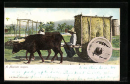 AK Mexico, A Mexican Waggon  - Vacas