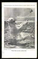 AK London, Polar Bear At London Zoo  - Beren