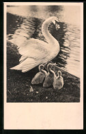 AK Schwan Mit Drei Küken An Einem Ufer  - Birds