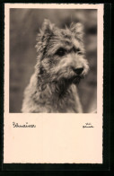 AK Portrait Eines Kleinen Schnauzers  - Chiens