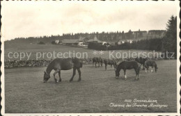 12057050 Saignelegier Pferde Saignelegier - Sonstige & Ohne Zuordnung