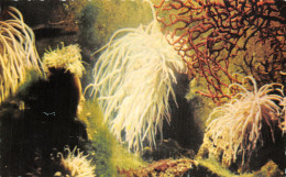 98-MONACO AQUARIUM MARIN ANEMONE-N°T5080-B/0115 - Other & Unclassified