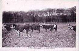 Notre Normandie - Troupeau De Vaches Au Paturage - Basse-Normandie