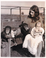 Photo De Presse - Juin 1968 - SOUTHAM FARM ( Pres De Rugby ) Jennifer Clews Nourrit Ce Bébé De 5 Mois Avec Les Singess - Other & Unclassified