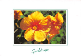 971-GUADELOUPE HIBISCUS-N° 4443-D/0365 - Autres & Non Classés