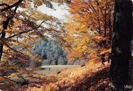 ID-PAYSAGE D AUTOMNE A IDENTIFIER-N° 4448-C/0331 - Da Identificare