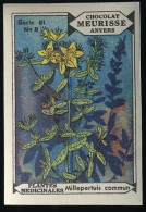 Meurisse - Ca 1930 - 61 - Plantes Médicinales, Medicinal Plants - 8 - Millepertuis Commun - Andere & Zonder Classificatie