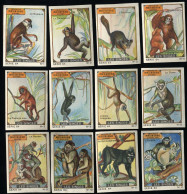 Meurisse - Ca 1930 - 64 - Les Singes, Monkeys - Full Serie - Sonstige & Ohne Zuordnung