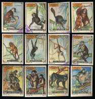 Meurisse - Ca 1930 - 64 - Les Singes, Monkeys - Full Serie - Andere & Zonder Classificatie