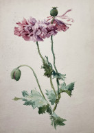 (Mohn Poppy Papaver Pavot) - Zeichnung Dessin Drawing / Botanik Botany - Stiche & Gravuren