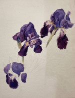 (Iris Schwertlilie) - Zeichnung Dessin Drawing / Botanik Botany - Stiche & Gravuren