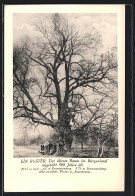 AK Wiesen Im Burgenland, Ein Ruster, ältester Baum Im Burgenland, Ca. 900 Jahre Alt  - Autres & Non Classés