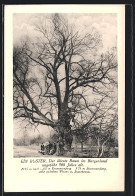 AK Wiesen Im Burgenland, Ein Ruster, ältester Baum Im Burgenland, Ca. 900 Jahre Alt  - Andere & Zonder Classificatie