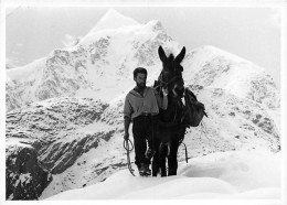 Coaz Hutte Pontresina , Rhätia ,  Berghütte  Fofo Arosa Mulet Muletier Maultiertreiber  ( 10x 15) - Pontresina