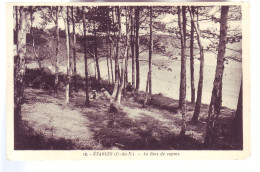 22 - ETABLES-sur-MER - LE BOIS DE SAPINS - ANIMÉE -  - Etables-sur-Mer